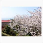 休日（日曜日）、自宅でお花見 ...
