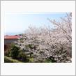 休日（日曜日）、自宅でお花見！？