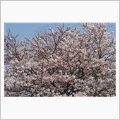 桜の撮影