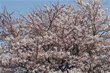 桜の撮影