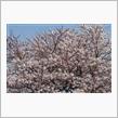 桜の撮影