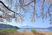 -桜と富士山-　 河口湖　2024