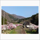 花見ドライブ