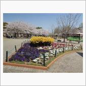 高崎でお花見！