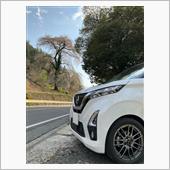 昨日、満開