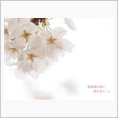 縮景園の桜と 家の花と .*+