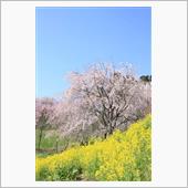 福島・三春の滝桜～周辺の桜巡 ...