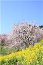 福島・三春の滝桜~周辺の桜巡り(2日目) 福島・三春の滝桜~周辺の桜巡り(2日目)
