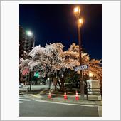今年も広瀬橋は