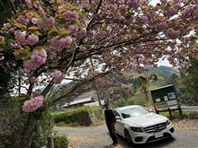 大阪で最も遅咲きな天見廃線跡の桜　行ってきました　(≧▽≦)