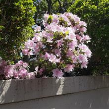 ショートトラック クライスラー シャシーベーシック? ショートトラック クライスラー シャシーベーシック?