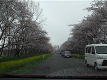 八郎潟の桜