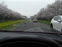 八郎潟の桜２