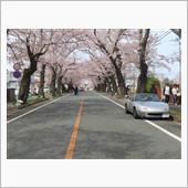 桜は満開・菊は全開