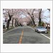 桜は満開・菊は全開