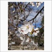 お花見