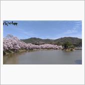 桜も終わり