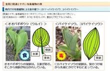 春だなあ(&#180;・ω・)