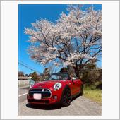 8年振りの滝桜