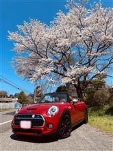 8年振りの滝桜