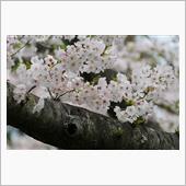 2024/4/5　白野江植物 ...