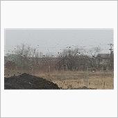 雨☔️がぁ～降るぅ。