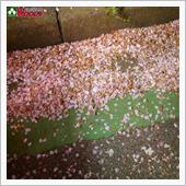 黄砂、花びら、花粉　車にとっ ...