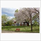 公園の桜
