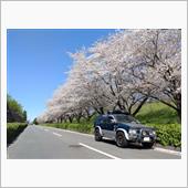 やっぱり桜には青空がよく似合 ...