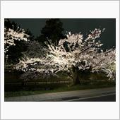 2024年の桜