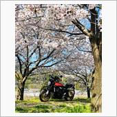 お花見ツーリング　Z900RS