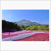 芝桜