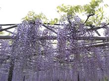 岡崎公園まで藤の花見散策ドライブ♪