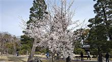 4月5日・京都出張（二条城・２） #京都 #二条城 #Amex #知新の扉 #二条城早朝貸切