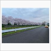 桜並木