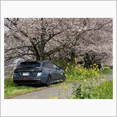 帝国の桜・・・