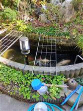 難しい鯉の飼育💧