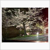 2024年の桜（4/21）