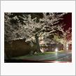 2024年の桜（4/21）