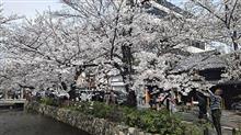 4月5日・京都出張（高瀬川沿いを上がる） #京都 #高瀬川 #桜 #ソメイヨシノ #三条大橋 #鴨川
