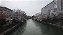 4月5日・京都出張（平安神宮に移動）   #京都 #平安神宮 #大鳥居 #琵琶湖疏水 #ソメイヨシノ #慶流橋 #春の全国交通安全運動