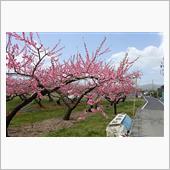 りんごも咲きだす