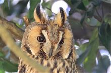 トラフズクの雛♪