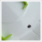 TICK TWISTER （ ...