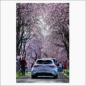 桜のトンネル🌸