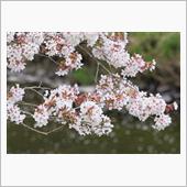 4/21_忍野八海（山梨県） ...