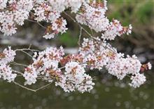 4/21_忍野八海（山梨県）_桜散策
