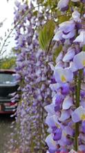 「夕やけこやけライン」の藤の花(^ ^)