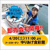 サバキ女子(ΦωΦ)