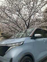 サクラ、桜